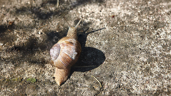 포토 JPG 해외이미지 동물 야생동물 백그라운드 자연 포도 조개 생물 무척추동물 주택 나선형 종류 사람없음 야외 갈색 환경 정원 회색 젖음 껍질 흰색 긴급 신선 주름 닫기 소프트포커스 큼 속도 원예 덮기 느림 내추럴 기어가기 끈적임 해외202309 해외포토 컬러 무늬 과일 모션 어패류 촬영기법 취미 건물 크기 생태계 파일형식