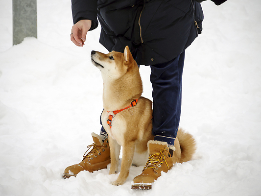 포토 JPG 해외이미지 남자 겨울 한명 성인 설원 추위 하반신 강아지 목줄 성인남자한명만 시바견 해외202309 해외포토 1 계절 눈_날씨 사람 반려동물 개 남자한명만 성인남자만 파일형식 반려용품