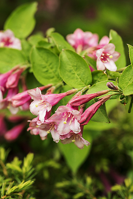 포토 JPG 해외이미지 나무 식물 꽃잎 꽃 분홍색 컬러 잎 자연 사람없음 빨간색 여름 컬러풀 뷰티 장미 정원 보라색 봄 벚꽃 개화 진달래 해외202309 해외포토 계절 생태계 파일형식