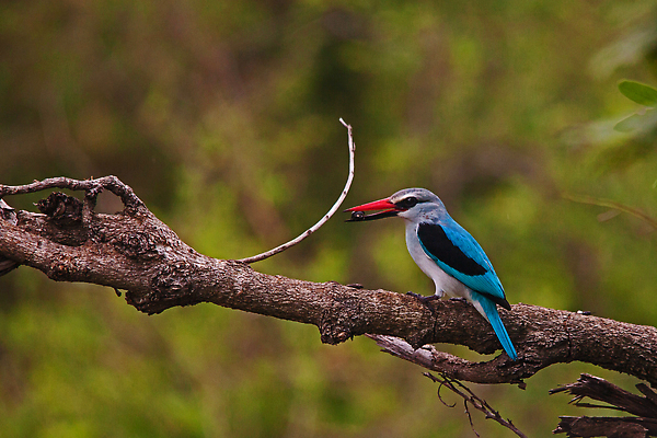 포토 JPG 해외이미지 나무 동물 공원 야생동물 여행 백그라운드 아프리카 자연 조류 국립공원 사람없음 야외 빨간색 초록색 파란색 컬러풀 뷰티 환경 흰색 나뭇가지 황무지 숲 사파리 깃털 부리 서식지 남쪽 내추럴 남아프리카 동물상 물총새 삼림지대 크루거 해외202309 해외포토 식물 공공시설 나라 컬러 조형물 방향 생태계 남아프리카공화국 파일형식
