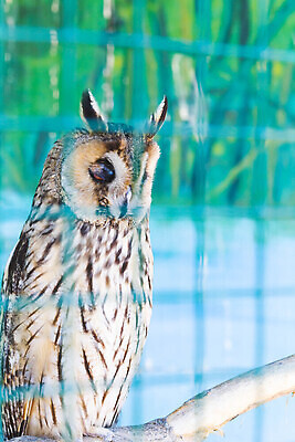 포토 JPG 해외이미지 나무 동물 캐릭터 디자인 얼굴 야생동물 잎 벽지 조류 동물원 앉기 사람없음 목재 장식 초록색 파란색 세트 컬러풀 갈색 머리 봄 나뭇가지 아기 인사 낙서 작음 먹이 만화 깃털 부엉이 엘리먼트 스타일 해외202309 해외포토 식물 계절 컬러 재료 모션 사람 신체부위 예절 크기 파일형식