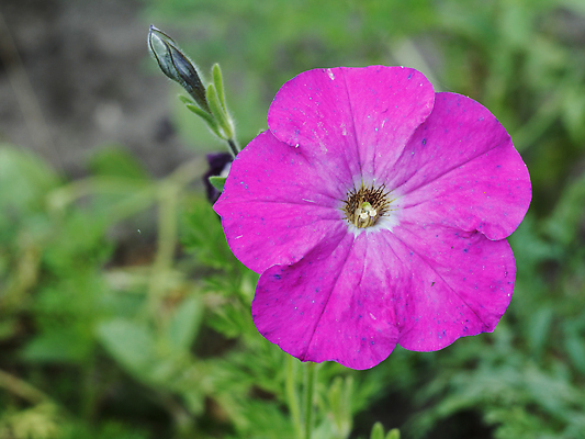 포토 JPG 해외이미지 식물 디자인 계절 꽃 꽃무늬 밭 자연 사람없음 장식 초록색 빛 뷰티 정원 벚꽃 흰색 정상 허브 내추럴 피튜니아 해외202309 해외포토 컬러 무늬 농업 생태계 파일형식