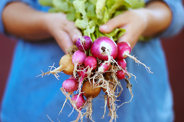포토 JPG 해외이미지 식물 손 음식 컬러 잎 농업 다이어트 채소 자연 건강 관리 성인 사람없음 빨간색 초록색 농장 정원 흙 수확 성장 청바지 시골 신선 잡기 농부 다발 수집 먹기 유기농 원예 날것 뿌리 내추럴 밭일 숙성 원예사 채식주의자 총각무 해외202309 해외포토 직업 웰빙 산업 바지 모션 사람 취미 신체부위 무 생태계 채식 파일형식