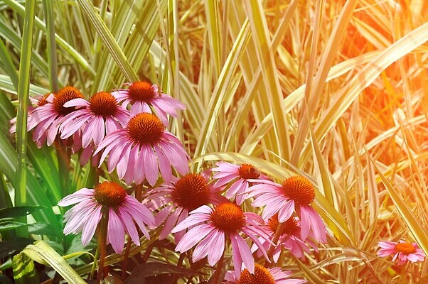 포토 JPG 해외이미지 식물 꽃잎 꽃 분홍색 백그라운드 자연 건강 사람없음 야외 빨간색 초록색 컬러풀 뷰티 약 정원 보라색 봄 벚꽃 약초 약국 허브 원예 내추럴 채소밭 치료제 해외202309 해외포토 계절 컬러 밭 의학 취미 풀_식물 생태계 파일형식