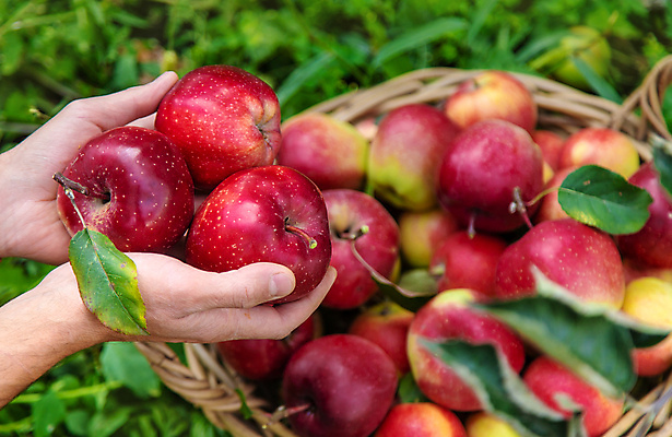 포토 JPG 해외이미지 주간 손 잎 자연 들기 야외 아웃포커스 신체부위 바구니 수확 신선 사과 과수원 담기 사과농장 해외202309 해외포토 자연요소 식물 농업 과일 모션 촬영기법 사람 농장 생태계 파일형식