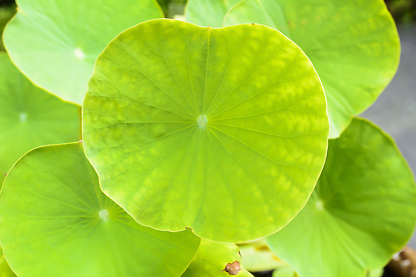 포토 JPG 해외이미지 식물 공원 꽃 아시아 백그라운드 잎 패턴 자연 연꽃 사람없음 야외 초록색 물 여름 뷰티 정원 연못 백합 질감 내추럴 이국적 해외202309 해외포토 자연요소 계절 공공시설 나라 컬러 무늬 생태계 파일형식