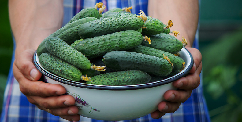 포토 JPG 해외이미지 식물 계절 음식 백그라운드 잎 농업 다이어트 채소 재료 자연 오이 건강 사람 사람없음 초록색 여름 농작물 농장 정원 수확 성장 시골 신선 잡기 사발 시장 농부 수집 먹기 유기농 원예 날것 비타민 내추럴 밭일 숙성 온실 채식주의자 해외202309 해외포토 직업 웰빙 산업 컬러 모션 취미 사기그릇 생태계 채식 영양소 파일형식