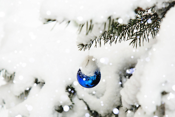 포토 JPG 해외이미지 나무 계절 조각 백그라운드 크리스마스 겨울 자연 날씨 휴가 새해 사람없음 야외 장식 뷰티 크리스마스트리 냉동 추위 흰색 나뭇가지 소나무 눈송이 서리 보케 상록수 침엽수 전나무 눈보라 내추럴 폭설 눈내림 가문비나무 카피스페이스 크리스마스배경 해외202309 해외포토 식물 기념일 컬러 눈_날씨 공백 자연재해 생태계 파일형식