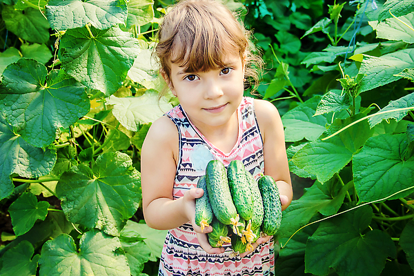 포토 JPG 해외이미지 배너 행복 어린이 음식 백그라운드 농업 채소 오이 주택 관리 사랑 한명 사람 초록색 뷰티 농장 바구니 정원 수확 시골 아기 신선 캔 맛 보호 작음 시원함 먹기 에코 유기농 시골집 질감 쇼 토막 내추럴 명패 바이오 온실 핸드메이드 많음 카피스페이스 해외202309 해외포토 1 웰빙 감정 산업 컬러 컨셉 모션 건물 환경 공백 크기 파일형식