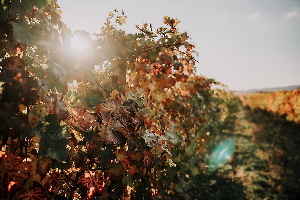 포토 JPG 해외이미지 나무 식물 계절 산업 음식 백그라운드 잎 꽃무늬 밭 농업 오렌지 과일 자연 포도 주택 사람없음 빨간색 초록색 빛 농작물 햇빛 태양 농장 노란색 일출 와인 계곡 일몰 수확 성장 시골 포도밭 포도나무 내추럴 밭일 숙성 양조 양조장 토스카나 해외202309 해외포토 자연요소 꽃 컬러 무늬 주류 건물 노을 이탈리아 과일나무 생태계 파일형식