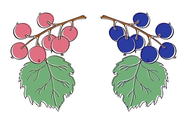 EPS 해외이미지 식물 디자인 계절 열매 선 음식 잎 농업 과일 일러스트 자연 디저트 잉크 건강 미술 그래픽 빨간색 여름 검은색 수확 나뭇가지 신선 달콤 숲 스케치 메뉴 그림 유기농 복고 윤곽 손그림 비타민 내추럴 건포도 고립 숙성 엘리먼트 벡터 해외202309 해외일러스트 나무 웰빙 산업 컬러 포도 문화예술 맛 생태계 건과일 영양소 파일형식