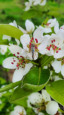 포토 JPG 해외이미지 식물 꽃 백그라운드 잎 자연 탁자 표면 새로움 그림자 서기 사람없음 목재 빛 울타리 세일 상점 정원 어둠 골동품 광선 물방울 나뭇가지 시골 신선 판넬 바늘 체리 이슬 카네이션 질감 아로마 지역 금잔화 채소밭 모종 옛날 프로젝트 가문비나무 그리너리 개조 해외202309 해외포토 나무 가구 컨셉 밭 과일 재료 모션 담장 도구 생태계 파일형식 트랜드컬러