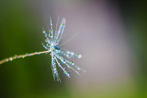 포토 JPG 해외이미지 식물 템플릿 계절 꽃 실루엣 컬러 백그라운드 자연 추상 건조 씨앗 사람없음 야외 물 여름 파란색 빛 컬러풀 뷰티 환경 정원 침묵 봄 거품 젖음 흐름 흰색 물방울 신선 투명 떨어짐 이슬 민들레 빗방울 묘사 유기농 청록색 내추럴 특별함 많음 해외202309 해외포토 자연요소 웰빙 컨셉 무늬 촬영기법 소리 비_날씨 생태계 파일형식