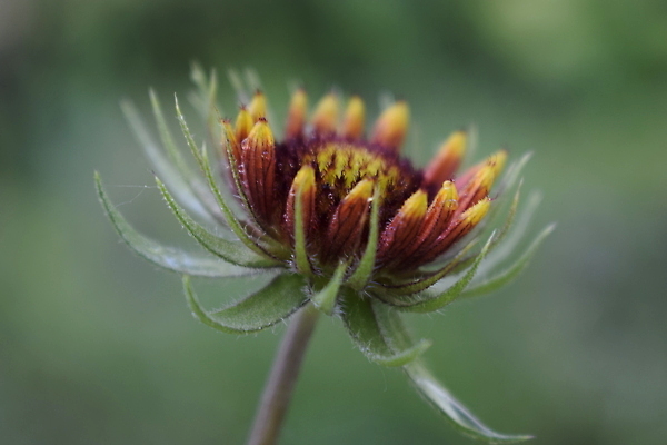 포토 JPG 해외이미지 식물 계절 꽃잎 꽃 줄기 컬러 백그라운드 잎 꽃무늬 자연 해바라기 사람없음 야외 장식 빨간색 초록색 컬러풀 뷰티 약 노란색 머리 정원 봄 들꽃 벚꽃 개화 담요 허브 원예 데이지 합성 내추럴 강렬 영원 해외202309 해외포토 무늬 의학 취미 신체부위 생태계 파일형식