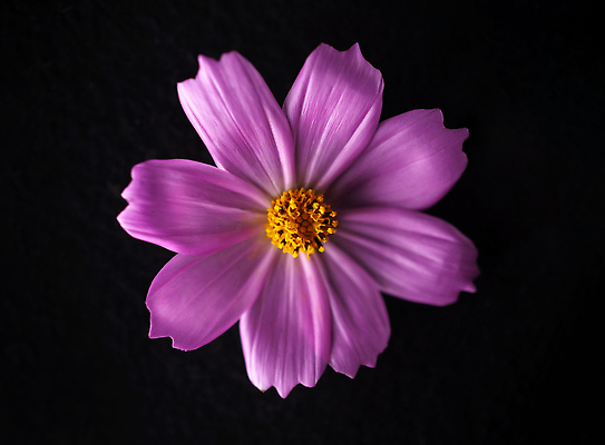 포토 JPG 해외이미지 꽃 사람없음 하이앵글 검은색 화려 해외202309 해외포토 식물 뷰포인트 컬러 컨셉 파일형식