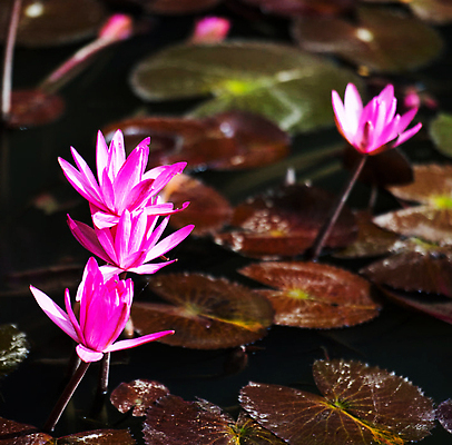 포토 JPG 해외이미지 꽃 분홍색 잎 자연 사람없음 화려 원예 해외202309 해외포토 식물 컬러 컨셉 취미 생태계 파일형식