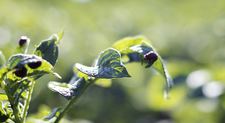 포토 JPG 해외이미지 식물 동물 계절 야생동물 곤충 백그라운드 잎 밭 농업 채소 자연 감자 사람없음 야외 초록색 여름 농작물 농장 정원 줄무늬 손상 수확 해충 벌레 먹기 딱정벌레 원예 애벌레 문제 기생충 콜로라도 해외202309 해외포토 산업 컬러 컨셉 무늬 모션 취미 미국 바이러스 생태계 파일형식