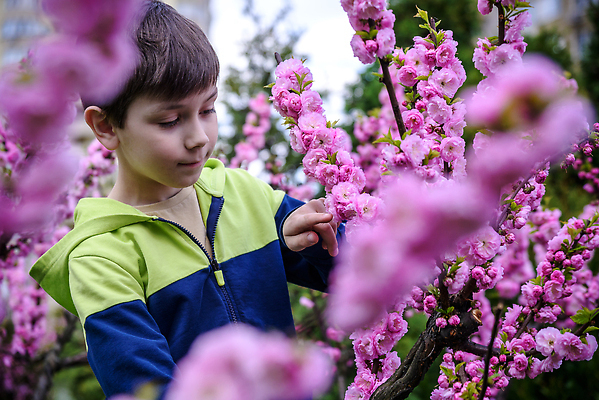 포토 JPG 해외이미지 나무 백인 1 라이프스타일 응시 꽃 어린이 분홍색 컨셉 가족 자연 한명 사람 소년 야외 옆모습 걷기 일본 어둠 봄 탐험 성장 벚꽃 나뭇가지 신선 도시 개화 체리 혼자 해외202309 해외포토 서양인 식물 시선 계절 남자 아시아 뷰포인트 컬러 과일 관계 모션 생활 생태계 파일형식