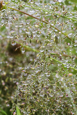 포토 JPG 해외이미지 나무 식물 꽃 컬러 잎 자연 사람없음 초록색 물 정원 봄 벚꽃 흰색 물방울 이슬 해외202309 해외포토 자연요소 계절 생태계 파일형식