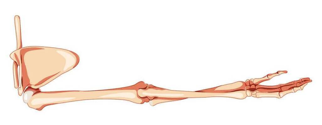 EPS 해외이미지 모델 손 여자 남자 신체 일러스트 해부 뼈 골격 종류 사람 세트 약 3D 비행 플랫 흉부 수집 손목 척추 어깨 생물학 시스템 팔 안장 고립 팔꿈치 벡터 해외202309 해외일러스트 교육 의학 신체부위 호흡기관 디지털합성 파일형식