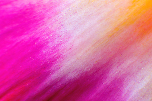 포토 JPG 해외이미지 식물 꽃잎 꽃 컬러 백그라운드 꽃무늬 자연 사람없음 뷰티 노란색 정원 보라색 봄 낭만 벚꽃 신선 개화 닫기 심볼 묘사 싱글 부드러움 내추럴 해외202309 해외포토 계절 컨셉 무늬 모션 감각 생태계 파일형식