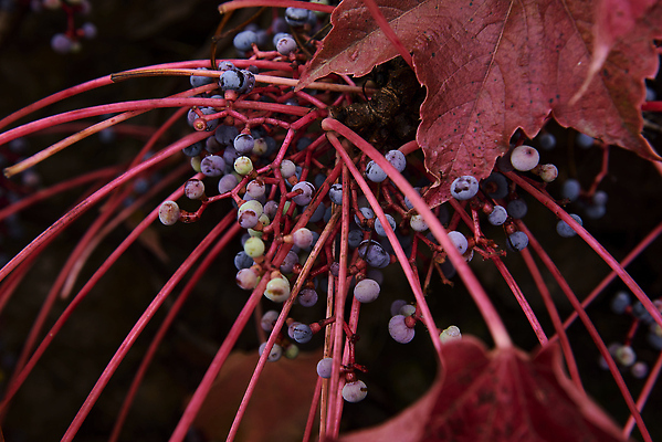 포토 JPG 해외이미지 주간 식물 외관 계절 컬러 단풍 잎 꽃무늬 벽지 포도 표면 사람없음 야외 가로 컬러풀 햇빛 고요 카펫 수확 성장 덮개 흰색 원형 변화 타일 질감 오르기 포도밭 포도나무 5 아이비 덩어리 10월 기어가기 강렬 땅바닥 밭일 많음 해외202309 해외포토 자연요소 도형 꽃 컨셉 무늬 밭 농업 과일 모션 바닥 태양 숫자 뚜껑 날짜 과일나무 파일형식