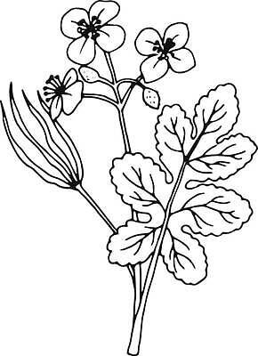 EPS 해외이미지 식물 손 디자인 꽃 선 줄기 잎 꽃무늬 일러스트 자연 건강 미술 그래픽 장식 초록색 약 수확 벚꽃 흰색 나뭇가지 개화 플랫 우아함 약초 스케치 허브 그림 유기농 내추럴 고립 엘리먼트 벡터 해외202309 해외일러스트 나무 웰빙 컬러 컨셉 무늬 농업 의학 문화예술 신체부위 풀_식물 생태계 파일형식