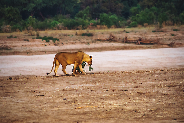 포토 JPG 해외이미지 동물 공원 여자 야생동물 백그라운드 포유류 아프리카 자연 사람없음 야외 환경 고양이 힘 황무지 위험 사자 큼 사파리 육식동물 사냥꾼 케냐 사자자리 동쪽 표범 남쪽 내추럴 나미비아 마사이족 보츠와나 세렝게티 암사자 우간다 잠비아 전국 칼라하리 탄자니아 크루거 해외202309 해외포토 직업 공공시설 나라 컨셉 사람 반려동물 별자리 사막 크기 암컷 방향 생태계 남아프리카공화국 남아프리카 파일형식