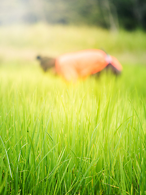 포토 JPG 해외이미지 식물 아시아 문화 음식 백그라운드 농업 태국 자연 밥 노동자 사람 동양인 사람없음 야외 아웃포커스 초록색 물 뷰티 농장 노란색 농사 수확 성장 시골 신선 업무 작업 농부 낟알 장면 논밭 밭일 해외202309 해외포토 자연요소 직업 나라 산업 컬러 밭 논 촬영기법 인종 생태계 파일형식