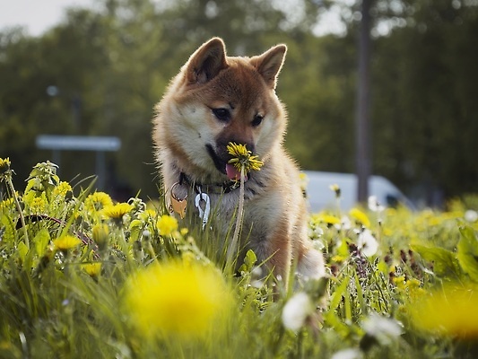 포토 JPG 해외이미지 동물 직업 행복 돈 포유류 놀이 생물 실내 사랑 사람없음 야외 반려동물 뷰티 귀여움 일본 동전 아기 개 암호 강아지 소프트포커스 작음 전자 엽서 여우 솜털 순간 유래 카피스페이스 순종 해외202309 해외포토 감정 아시아 컨셉 촬영기법 사람 내부 공백 재산 크기 왕 편지 파일형식