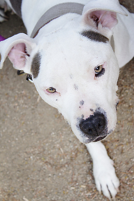 포토 JPG 해외이미지 동물 얼굴 백그라운드 포유류 자연 한명 야외 초록색 여름 파란색 반려동물 뷰티 갈색 귀여움 흰색 개 황소 송곳니 기르기 해외202309 해외포토 1 계절 컬러 컨셉 사람 신체부위 소 치아 생태계 돌봄 파일형식