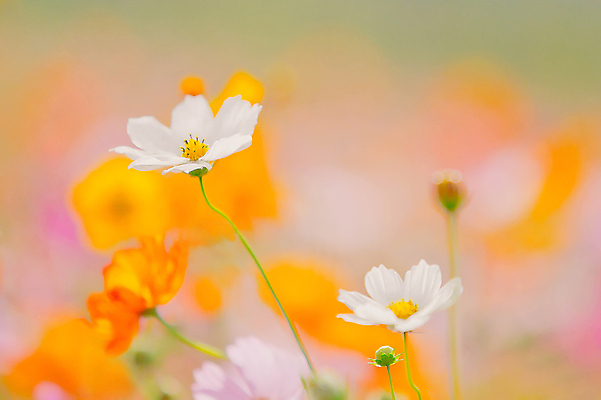 포토 JPG 해외이미지 주간 식물 구름 꽃잎 꽃 자연 하늘 아침 사람없음 파란색 햇빛 노란색 봄 들꽃 해외202309 해외포토 자연요소 계절 컬러 태양 생태계 파일형식