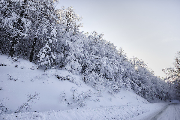 포토 JPG 해외이미지 나무 길 겨울 자연 하늘 사람없음 야외 눈 숲 가로수 해외202309 해외포토 자연요소 식물 계절 날씨 생태계 파일형식