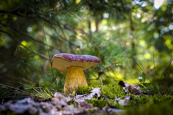 포토 JPG 해외이미지 나무 식물 1 계절 음식 다이어트 채소 재료 자연 건강 사람없음 목재 초록색 뷰티 갈색 환경 식사 버섯 성장 가을 흰색 신선 숲 큼 수집 만족 유기농 날것 내추럴 곰팡이 그물버섯 식용 채식주의자 캡모자 비건 맛있는 해외202309 해외포토 모자_잡화 웰빙 감정 컬러 크기 생태계 채식 파일형식