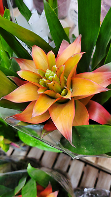 포토 JPG 해외이미지 나무 식물 공원 꽃 백그라운드 잎 패턴 가족 자연 벽지 새로움 종류 사람없음 야외 장식 초록색 뷰티 환경 정원 봄 나뭇가지 신선 칼 닫기 호주 은색 숲 심볼 질감 브라질 내추럴 양치류 해외202309 해외포토 계절 공공시설 컬러 컨셉 무늬 관계 모션 남아메리카 오세아니아 생태계 파일형식