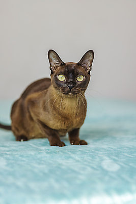 포토 JPG 해외이미지 사람없음 파란색 귀여움 고양이 해외202309 해외포토 컬러 컨셉 포유류 반려동물 파일형식