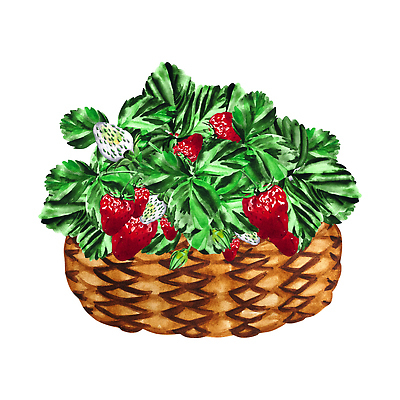 포토 JPG 해외이미지 클립아트 식물 디자인 열매 꽃잎 꽃 꽃무늬 패턴 곡선 일러스트 자연 딸기 수채화 부활절 주택 미술 사람없음 목재 그래픽 장식 쇼핑 갈색 바구니 나뭇가지 컨테이너 스케치 수집 그림 에코 질감 손그림 수납 밀짚 고립 동물상 등나무 스크랩북 엮은 핸드메이드 해외202309 해외일러스트 나무 기념일 산업 선 컬러 무늬 과일 재료 문화예술 건물 조형물 환경 짚 생태계 파일형식