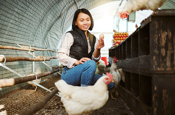 포토 JPG 해외이미지 전신 라이프스타일 여자 세마리 한명 들기 앉기 성인 옆모습 농장 닭 축산업 농부 전원생활 양계장 성인여자한명만 해외202309 해외포토 직업 1 산업 뷰포인트 농업 모션 조류 3 사람 생활 여자한명만 성인여자만 파일형식