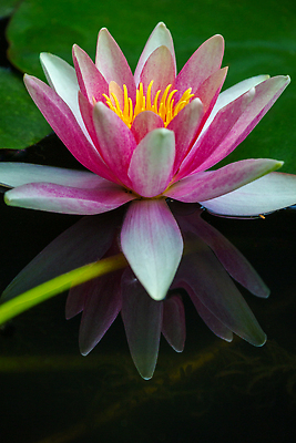 포토 식물 꽃 유럽 종교 뷰포인트 컬러 컨셉 가루 생태계 파일형식 해외202309 사람없음 JPG 해외이미지 연못 정원 초록색 개화 옆모습 프랑스 파리(프랑스) 1 꽃가루 아욱 자연 평화 신선 분홍색 노란색 흰색 수련 백그라운드 백합 뷰티 세로 불교 꽃잎 연꽃 선 습지 해외포토 파리