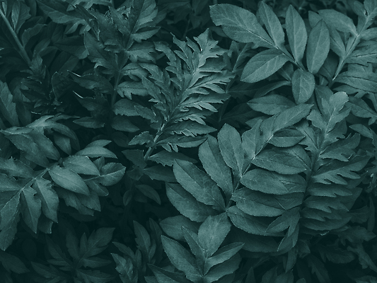 포토 JPG 해외이미지 식물 디자인 컬러 백그라운드 컨셉 잎 패턴 자연 벽지 표면 추상 미술 사람없음 장식 초록색 여름 뷰티 유행 환경 정원 어둠 수확 신선 숲 묘사 유기농 질감 자연백그라운드 내추럴 생태학 그리너리 미니멀 해외202309 해외포토 웰빙 계절 교육 무늬 농업 문화예술 생태계 파일형식 트랜드컬러