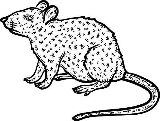 EPS 해외이미지 동물 디자인 실루엣 야생동물 선 컬러 일러스트 성인 그래픽 쥐 설치류 작음 그림 꼬리 윤곽 귀 손그림 페이지 색칠공부 벡터 해외202309 해외일러스트 촬영기법 사람 신체부위 학습 색칠 크기 파일형식