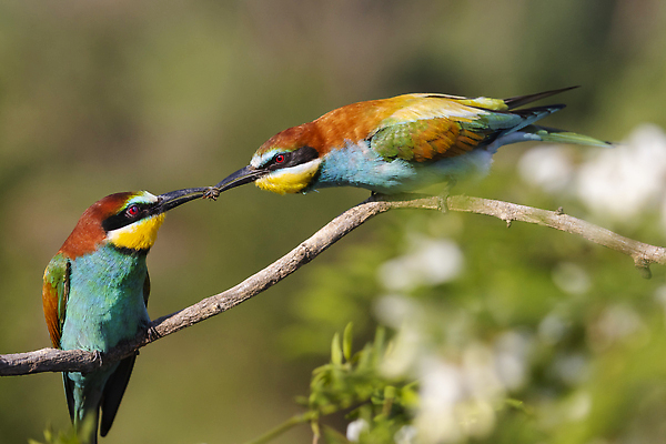 포토 JPG 해외이미지 나무 동물 야생동물 바다 백그라운드 자연 갈매기 조류 하늘 사람없음 야외 물 파란색 뷰티 환경 정원 봄 자유 흰색 비행 그룹 깃털 사냥 부리 내추럴 동물상 힘찬 슬로모션 해외202309 해외포토 자연요소 식물 계절 컬러 컨셉 촬영기법 조형물 생태계 파일형식
