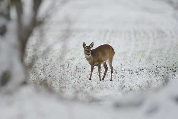포토 JPG 해외이미지 동물 척추동물 응시 계절 야생동물 겨울 밭 포유류 자연 아침 사슴 털 뿔 앉기 사람없음 야외 빨간색 갈색 환경 달러 힘 숲 방목 모피 꼬리 귀 솜털 동물상 삼림지대 암사슴 웅장함 반추동물 벨벳 해외202309 해외포토 주간 시선 컬러 돈 농업 모션 신체부위 조형물 축산업 암컷 실크 생태계 파일형식