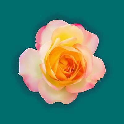 EPS 해외이미지 식물 디자인 꽃잎 꽃 분홍색 꽃무늬 패턴 일러스트 자연 발렌타인데이 그림자 선물 사랑 빨간색 초록색 여름 뷰티 장미 노란색 벚꽃 흰색 축하 인사 신용카드 싱글 벡터 해외202309 해외일러스트 계절 감정 컬러 컨셉 무늬 데이이벤트 금융 예절 생태계 파일형식 기념일 경제 이벤트