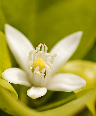 포토 JPG 해외이미지 꽃 잎 자연 사람없음 흰색 화려 원예 해외202309 해외포토 식물 컬러 컨셉 취미 생태계 파일형식