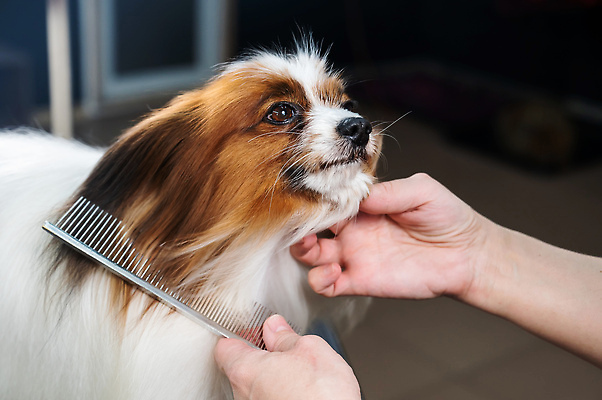 포토 JPG 해외이미지 손 신체부위 뷰티 귀여움 스패니얼 이발 빗질 다듬기 애견빗 해외202309 해외포토 컨셉 모션 사람 개 애견용품 파일형식