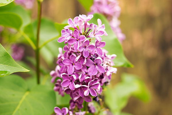 포토 JPG 해외이미지 식물 계절 꽃잎 꽃 줄기 분홍색 꽃다발 백그라운드 잎 꽃무늬 자연 풍경 사람없음 장식 초록색 여름 빛 뷰티 머리 보라색 봄 성장 벚꽃 나뭇가지 신선 개화 큼 다발 제비꽃 향수 순수 묘사 원예 냄새 화단 부드러움 라일락 해외202309 해외포토 나무 컬러 컨셉 무늬 취미 신체부위 화장품 감각 크기 생태계 파일형식
