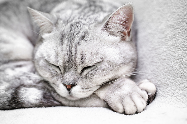 포토 JPG 해외이미지 한마리 근접촬영 사람없음 귀여움 고양이 회색 잠 반려묘 스코티쉬스트레이트 해외포토 1 뷰포인트 컬러 컨셉 포유류 반려동물 파일형식