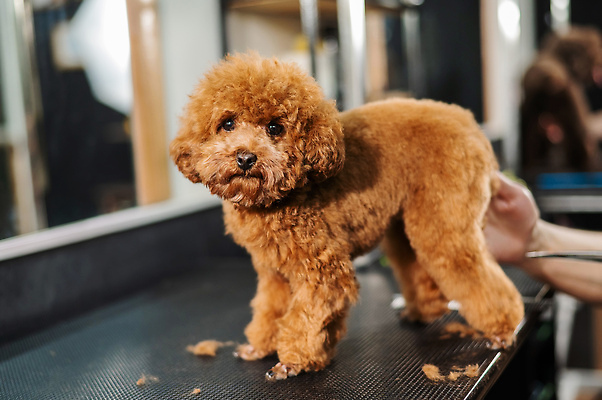 포토 JPG 해외이미지 손 응시 신체부위 뷰티 귀여움 이발 푸들 다듬기 해외202309 해외포토 시선 컨셉 모션 사람 개 파일형식