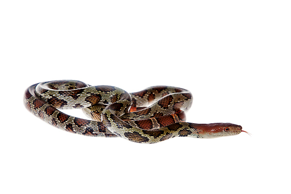 포토 JPG 해외이미지 동물 척추동물 한마리 꽃 야생동물 백그라운드 파충류 자연 생물 무척추동물 실내 종류 사람없음 옆모습 가로 빨간색 초록색 뷰티 갈색 흰색 뱀 우아함 위험 자르기 슛 멸종 고립 레이서 이국적 오싹 해외202309 해외포토 식물 1 뷰포인트 컬러 컨셉 모션 내부 생태계 파일형식